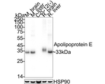 APOE Antibody in Western Blot (WB)