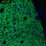 Acetylcholinesterase Antibody in Immunohistochemistry (Frozen) (IHC (F))