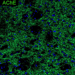 Acetylcholinesterase Antibody in Immunohistochemistry (Frozen) (IHC (F))