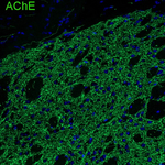 Acetylcholinesterase Antibody in Immunohistochemistry (Frozen) (IHC (F))