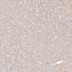 SHANK2 Antibody in Immunohistochemistry (Paraffin) (IHC (P))