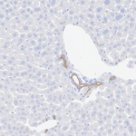 SHANK2 Antibody in Immunohistochemistry (Paraffin) (IHC (P))