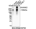 SHANK2 Antibody in Western Blot (WB)