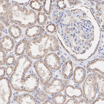 Noggin Antibody in Immunohistochemistry (Paraffin) (IHC (P))