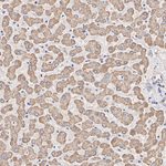 Noggin Antibody in Immunohistochemistry (Paraffin) (IHC (P))