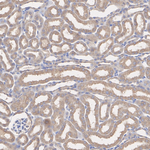 Noggin Antibody in Immunohistochemistry (Paraffin) (IHC (P))
