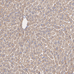 Noggin Antibody in Immunohistochemistry (Paraffin) (IHC (P))