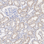 Noggin Antibody in Immunohistochemistry (Paraffin) (IHC (P))