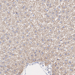 Noggin Antibody in Immunohistochemistry (Paraffin) (IHC (P))