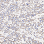 Noggin Antibody in Immunohistochemistry (Paraffin) (IHC (P))