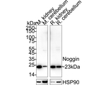 Noggin Antibody in Western Blot (WB)