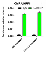 UHRF1 Antibody in ChIP Assay (ChIP)