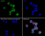 UHRF1 Antibody in Immunocytochemistry (ICC/IF)