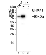 UHRF1 Antibody in Immunoprecipitation (IP)