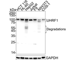 UHRF1 Antibody in Western Blot (WB)