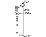 VPS34 Antibody in Western Blot (WB)