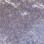 CD48 Antibody in Immunohistochemistry (Paraffin) (IHC (P))