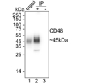 CD48 Antibody in Immunoprecipitation (IP)