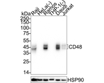 CD48 Antibody in Western Blot (WB)
