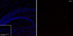 Arg3.1 Antibody in Immunohistochemistry (Frozen) (IHC (F))
