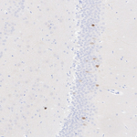 Arg3.1 Antibody in Immunohistochemistry (Paraffin) (IHC (P))
