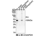 Arg3.1 Antibody in Western Blot (WB)