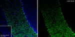 FABP7 Antibody in Immunohistochemistry (Frozen) (IHC (F))