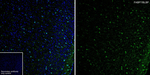 FABP7 Antibody in Immunohistochemistry (Paraffin) (IHC (P))