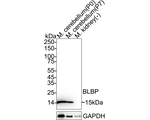 FABP7 Antibody in Western Blot (WB)