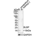 FABP7 Antibody in Western Blot (WB)