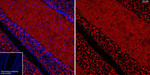 SV2A Antibody in Immunohistochemistry (Frozen) (IHC (F))