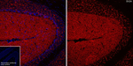 SV2A Antibody in Immunohistochemistry (Frozen) (IHC (F))