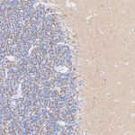 SV2A Antibody in Immunohistochemistry (Paraffin) (IHC (P))