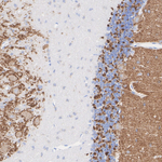SV2A Antibody in Immunohistochemistry (Paraffin) (IHC (P))