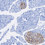 SV2A Antibody in Immunohistochemistry (Paraffin) (IHC (P))