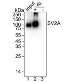 SV2A Antibody in Immunoprecipitation (IP)