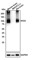 SV2A Antibody in Western Blot (WB)