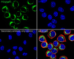 Peripherin Recombinant Rabbit Monoclonal Antibody (PSH10-70)