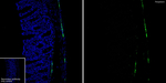 Peripherin Antibody in Immunohistochemistry (Frozen) (IHC (F))