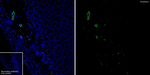 Peripherin Antibody in Immunohistochemistry (Frozen) (IHC (F))