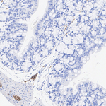 Peripherin Antibody in Immunohistochemistry (Paraffin) (IHC (P))