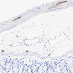 Peripherin Antibody in Immunohistochemistry (Paraffin) (IHC (P))