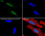 PIN1 Antibody in Immunocytochemistry (ICC/IF)