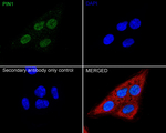 PIN1 Antibody in Immunocytochemistry (ICC/IF)