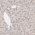 PIN1 Antibody in Immunohistochemistry (Paraffin) (IHC (P))