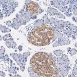 PIN1 Antibody in Immunohistochemistry (Paraffin) (IHC (P))