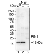 PIN1 Antibody in Immunoprecipitation (IP)