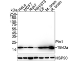 PIN1 Antibody in Western Blot (WB)