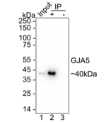 Connexin 40 Antibody in Immunoprecipitation (IP)