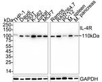 IL4R Antibody in Western Blot (WB)